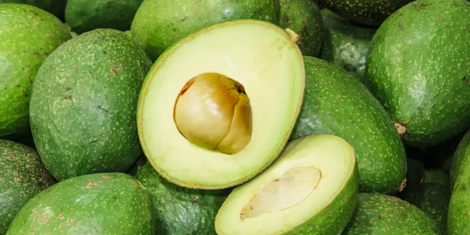 Avocado Rezepte